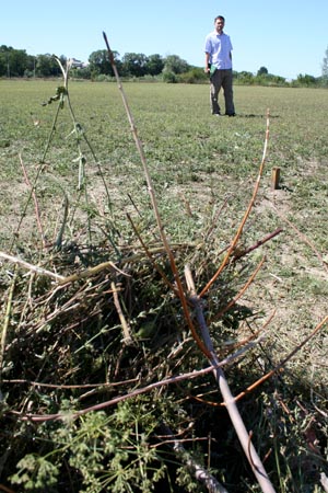 Fot. Jacek Babiel - boisko treningowe, lipiec 2006r.