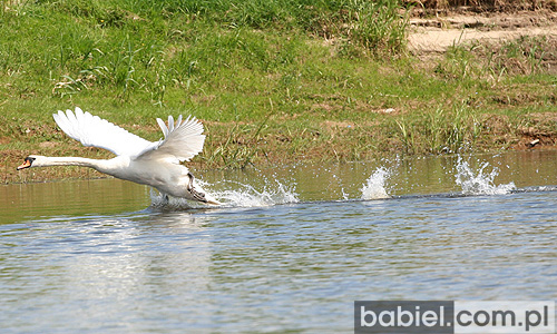 fot. Jacek Babiel