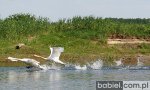 Foto: fot. Jacek Babiel